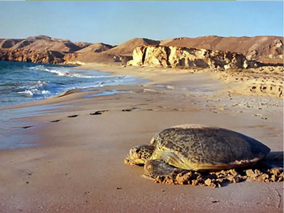 Ras Al Hadd