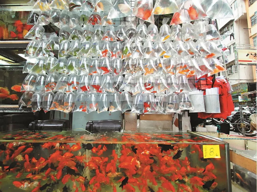 Goldfish Market, Flower Market, Bird Market