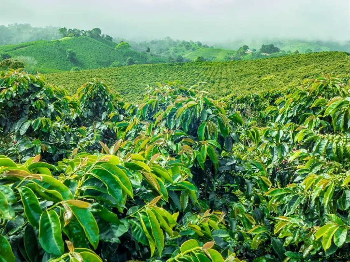 Coffee Plantations