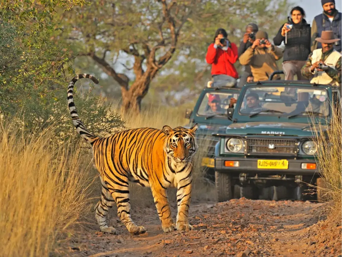National Park Safari