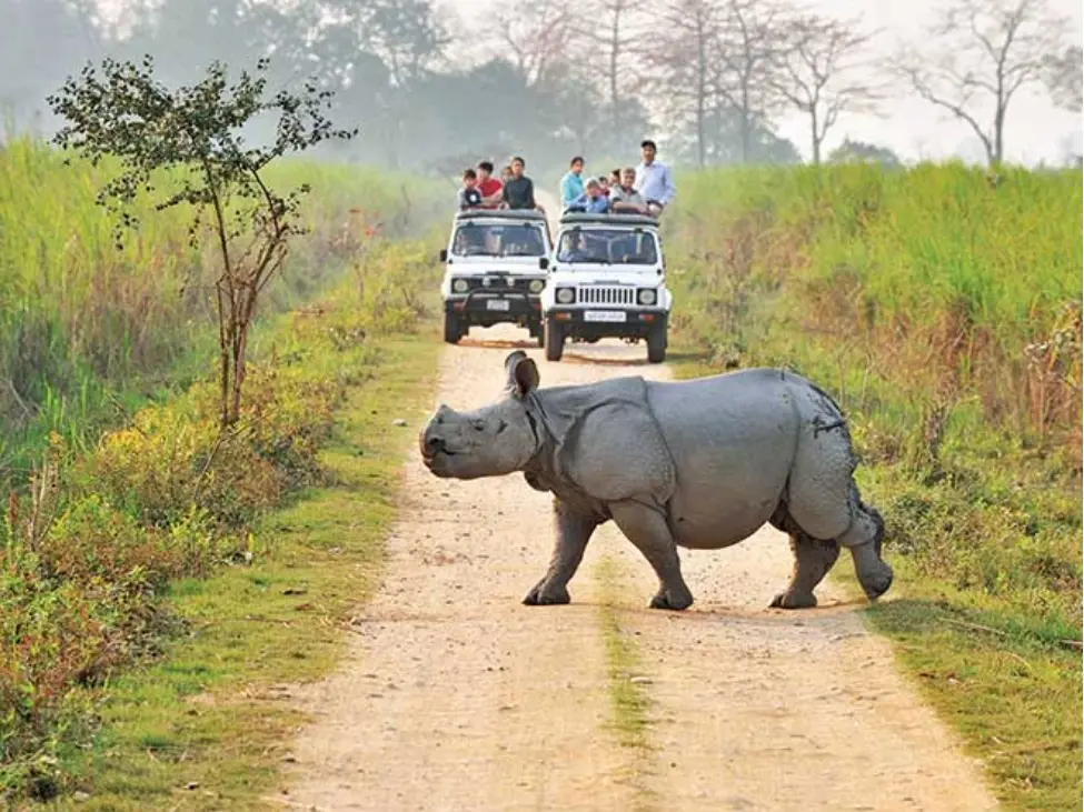One-Horned Rhinoceros Safari
