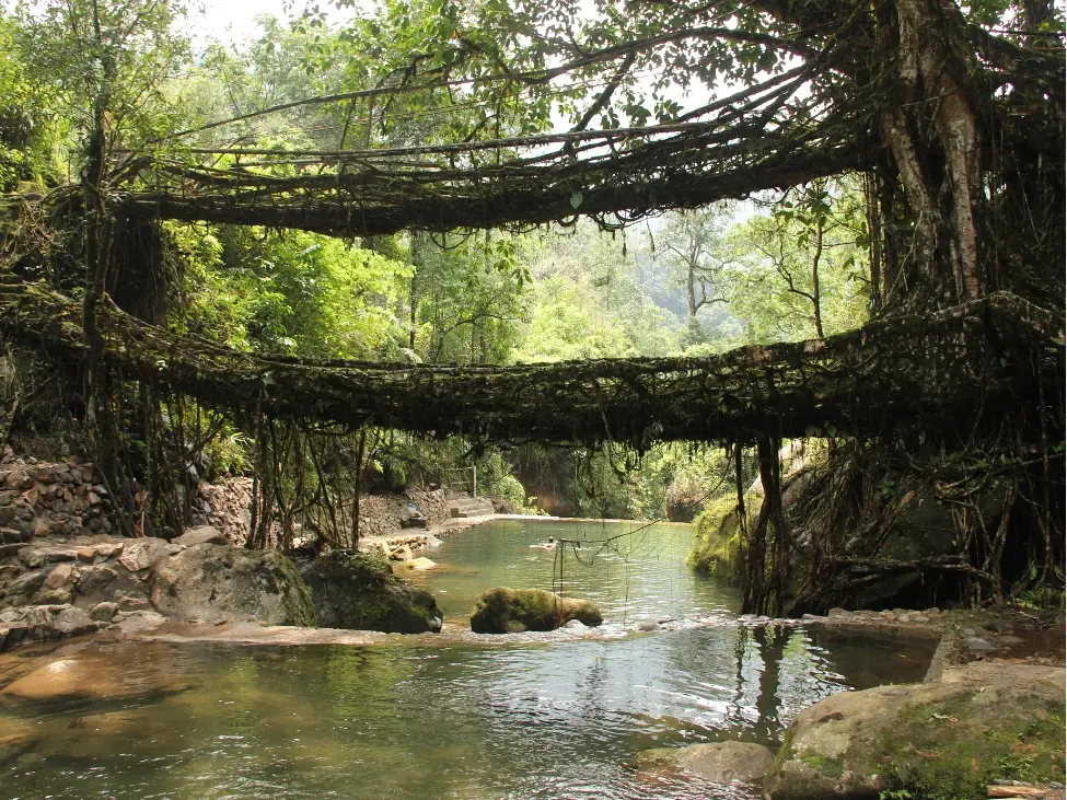 Living Root Bridges
