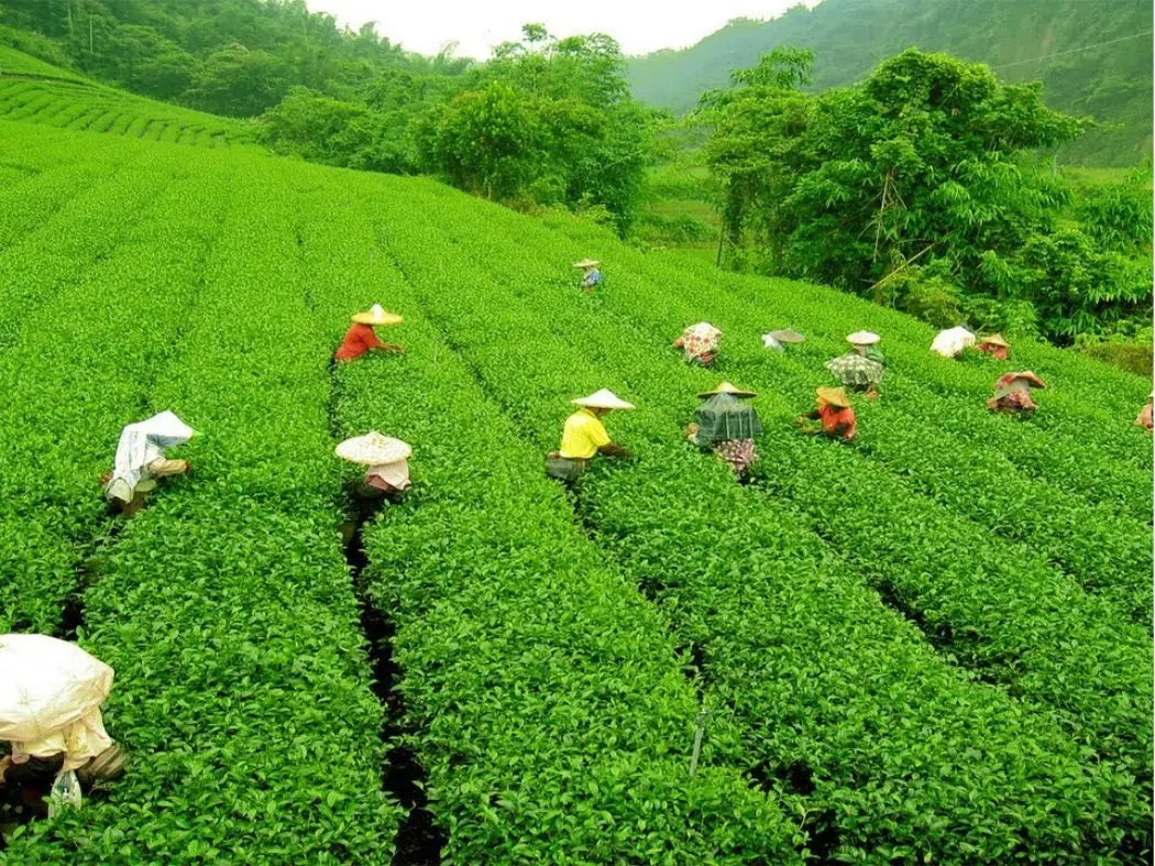 Tea Gardens