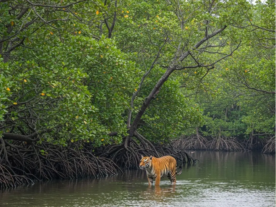 Mangrove Forests