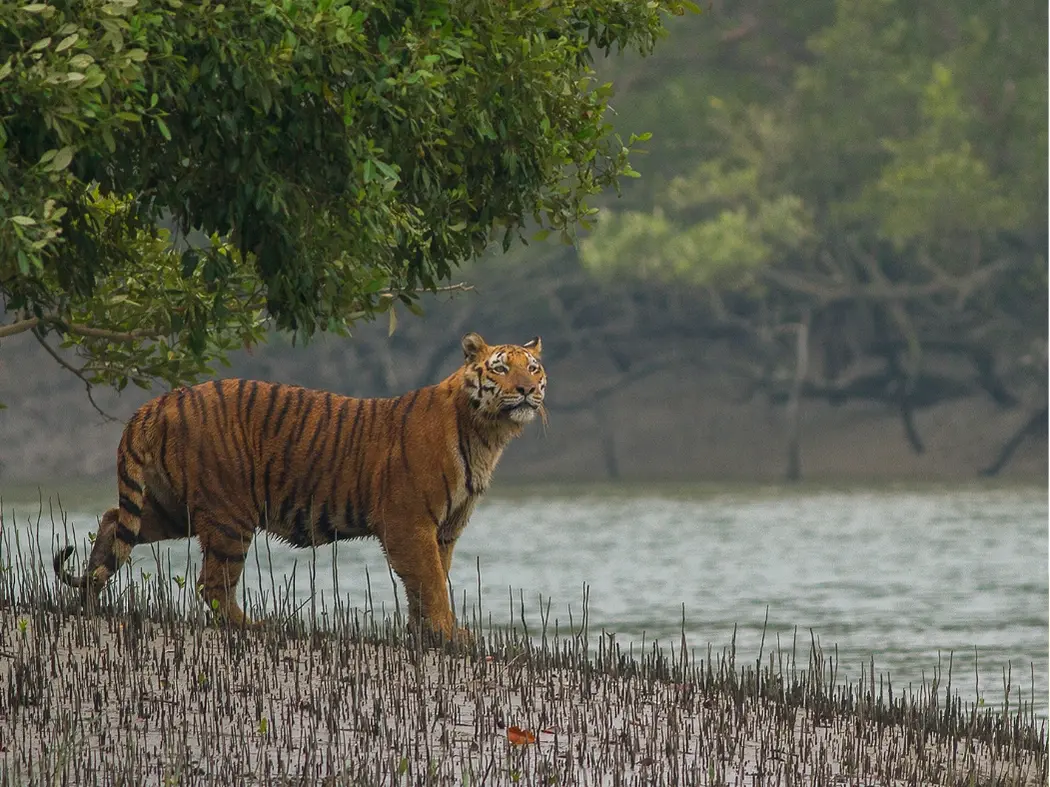 Sundarbans